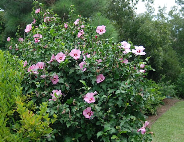 Aphrodite rose of sharon shrub full of pink blooms.