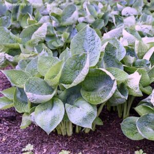 Blue hosta young plants.