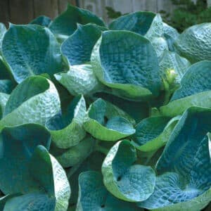 Hosta abiqua drinking gourd with its unique cup-shaped foliage.