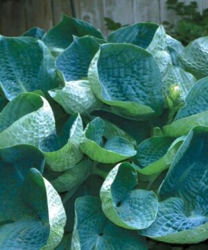 Hosta abiqua drinking gourd with its unique cup-shaped foliage.