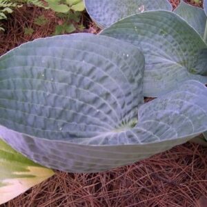 Hosta abiqua drinking gourd single cup-shaped leaf.