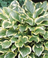Hosta so sweet plant with green leaves with irregular yellow margins.