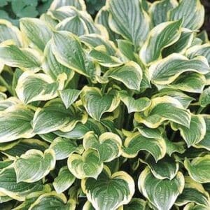 Hosta so sweet plant with green leaves with irregular yellow margins.
