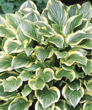 Hosta so sweet plant with green leaves with irregular yellow margins.