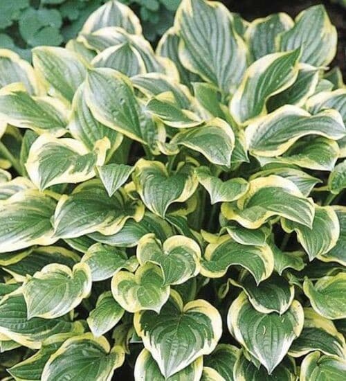 Hosta so sweet plant with green leaves with irregular yellow margins.
