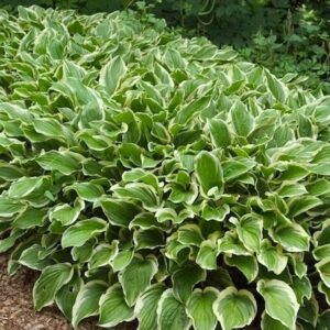 Hosta so sweet planting.