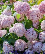 Hydrangea arborescens candybelle bubblegum giant pink blooms.