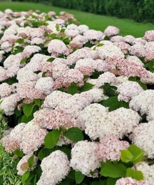Hydrangea arborescens candybelle marshmallow hedge.