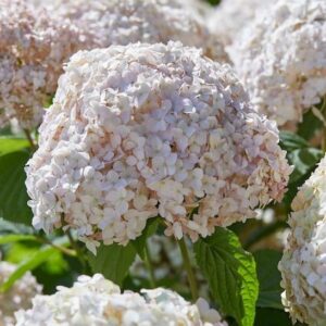 Hydrangea arborescens candybelle marshmallow single big pink bloom.