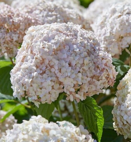 ◆Hydrangea4936◆ Purple Passion Bigleaf Hydrangea – LandscapeDirect