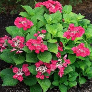 Hydrangea macrophylla cherry explosion shrub covered in cherry coloured blooms.