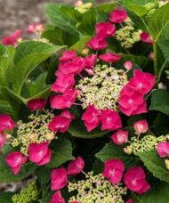 Hydrangea macrophylla cherry explosion blooms against deep bright green foliage.