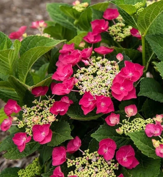 thumbnail image 2 of 20 Cherry Red Hydrangea Seeds – Rare Flowering Perennial Bush, USA Seller 2 of 6