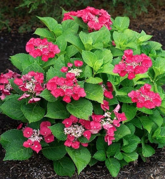 Hydrangea macrophylla cherry explosion shrub covered in cherry coloured blooms.