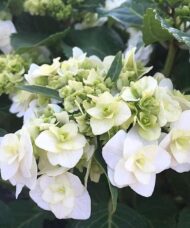 Double white hydrangea bloom.