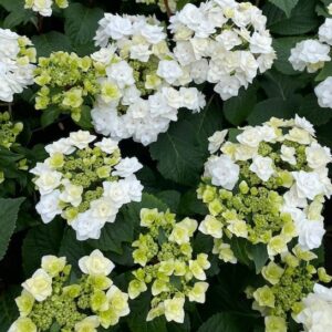 Double white hydrangea blooms.
