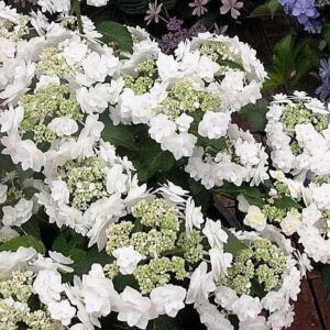 Wedding gown hydrangea blooms on the shrub.