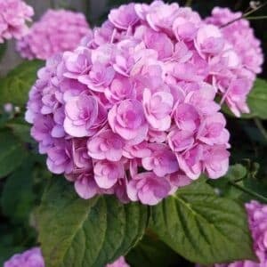Love hydrangea pink blooms with green foliage.