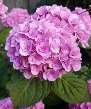Love hydrangea pink blooms with green foliage.