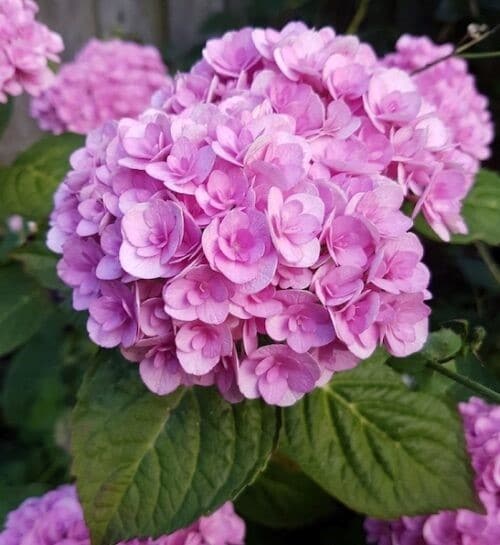 Love hydrangea pink blooms with green foliage.