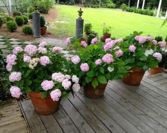 Love hydrangea bloom of pink and white in three pots on a deck.