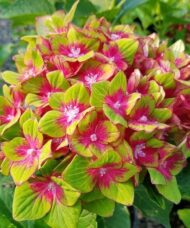 Pistachio hydrangea bloom of pink white and green petals against vibrant green foliage.
