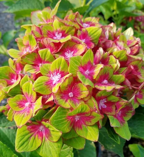 Pistachio hydrangea bloom of pink white and green petals against vibrant green foliage.