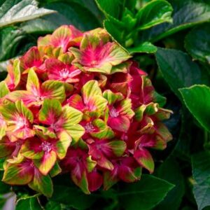 Pistachio hydrangebloom wit five petals  of pink