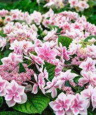Star gazer hydrangea blooms of pink and white.