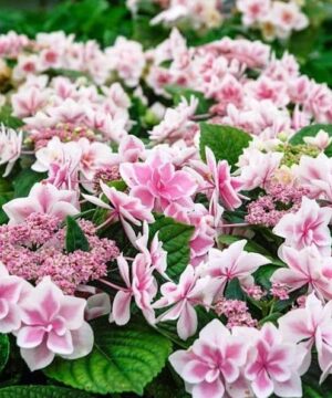 Star gazer hydrangea blooms of pink and white.