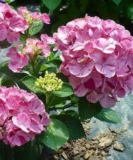 Sweet fantasy hydrangea blooms with pink petals and deeper pink stripes.