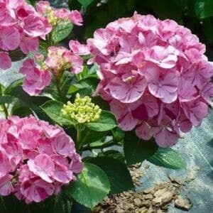 Sweet fantasy hydrangea blooms with pink petals and deeper pink stripes.