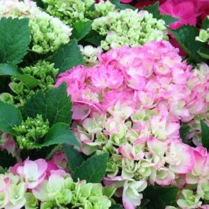 Sweet fantasy hydrangea young blooms with green