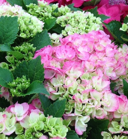 Sweet fantasy hydrangea young blooms with green