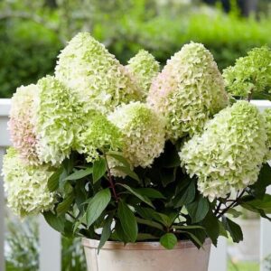 Hydrangea paniculata little fresco blooms in a pot.