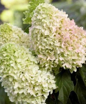 Hydrangea paniculata little fresco blooms showing its unique long petals.