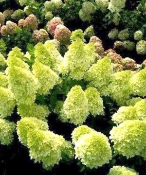Mojito hydrangea shrub in heavy bloom with green and white paniculata flowers.