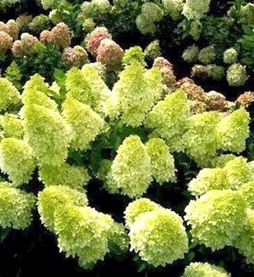 Mojito hydrangea shrub in heavy bloom with green and white paniculata flowers.