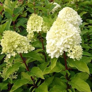 Mojito hydrangea  with green and white paniculata flowers and red stems.