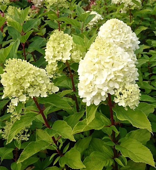 Mojito hydrangea  with green and white paniculata flowers and red stems.