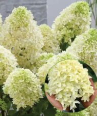 Hydrangea paniculata skyfall shrub with huge long petalled panicles
