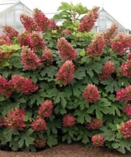 Hydrangea quercifolia queen of hearts red blooms and oakleaf foliage.