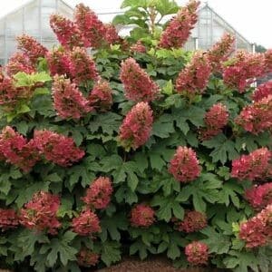 Hydrangea quercifolia queen of hearts red blooms and oakleaf foliage.