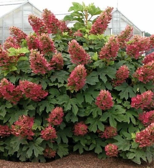 Hydrangea quercifolia queen of hearts red blooms and oakleaf foliage.