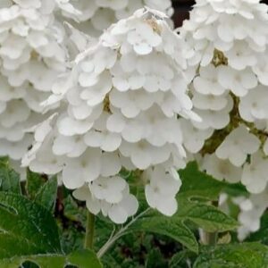Oakleaf hydrangea red blooms and oakleaf foliage.