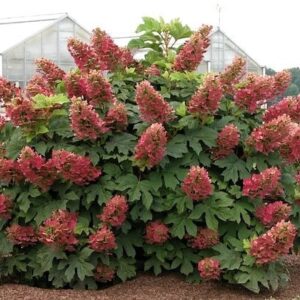 Hydrangea quercifolia queen of hearts shrub with red blooms and oakleaf foliage.