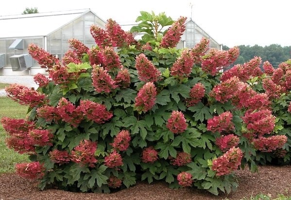 Hydrangea quercifolia queen of hearts shrub with red blooms and oakleaf foliage.