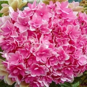 Double pink hydrangea round bloom of bright pink.