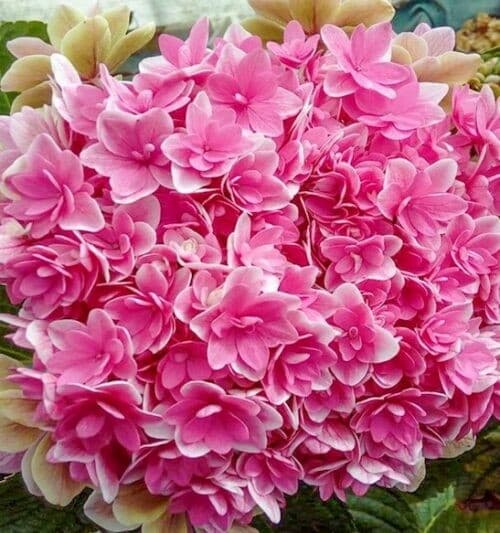 Double pink hydrangea round bloom of bright pink.