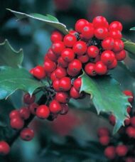 Ilex x meserveae blue princess holy branch with spiky leaves and large red berries.